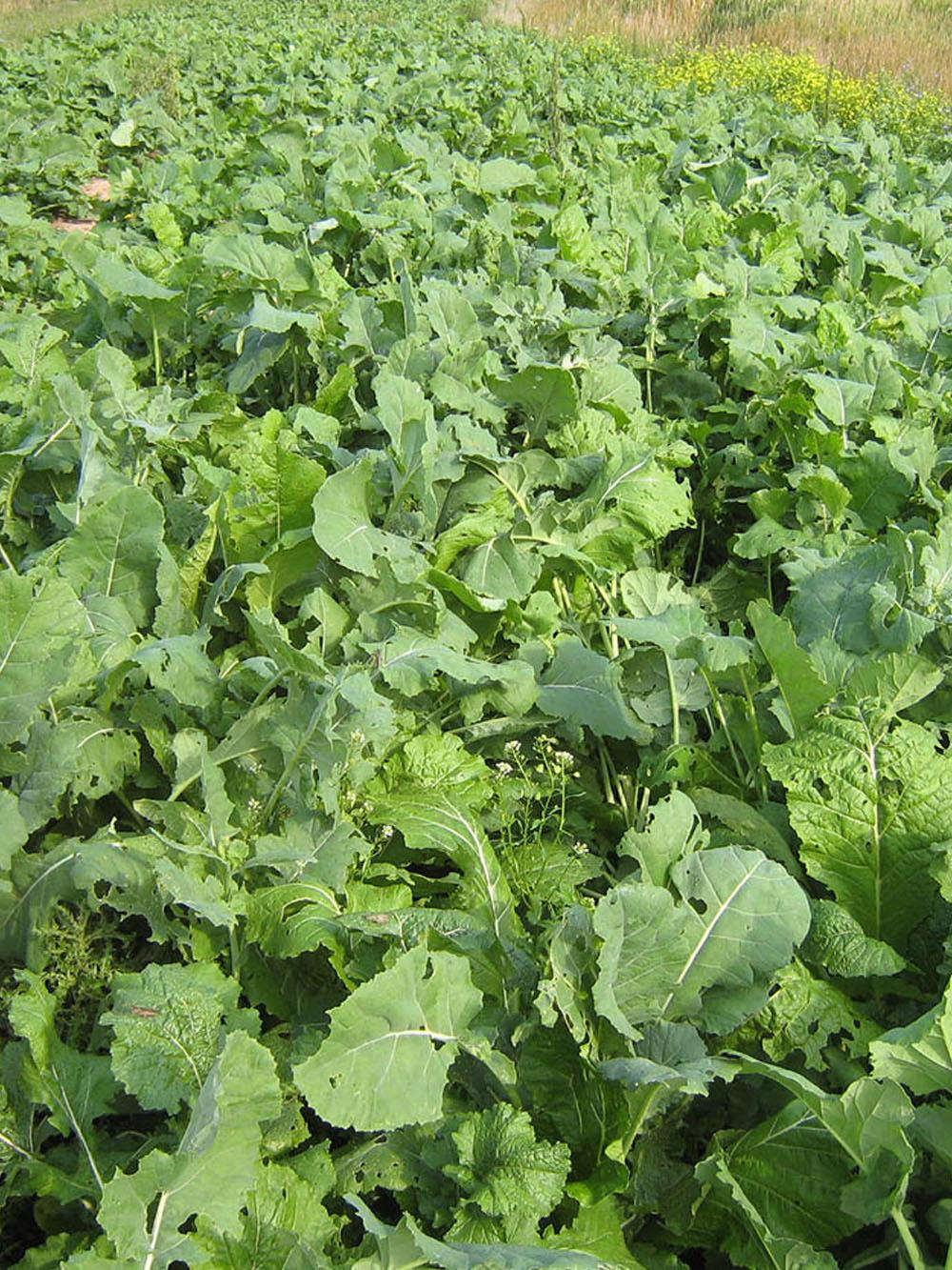Brassica Blend Food Plot Mix